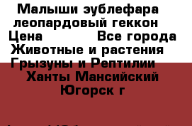 Малыши эублефара ( леопардовый геккон) › Цена ­ 1 500 - Все города Животные и растения » Грызуны и Рептилии   . Ханты-Мансийский,Югорск г.
